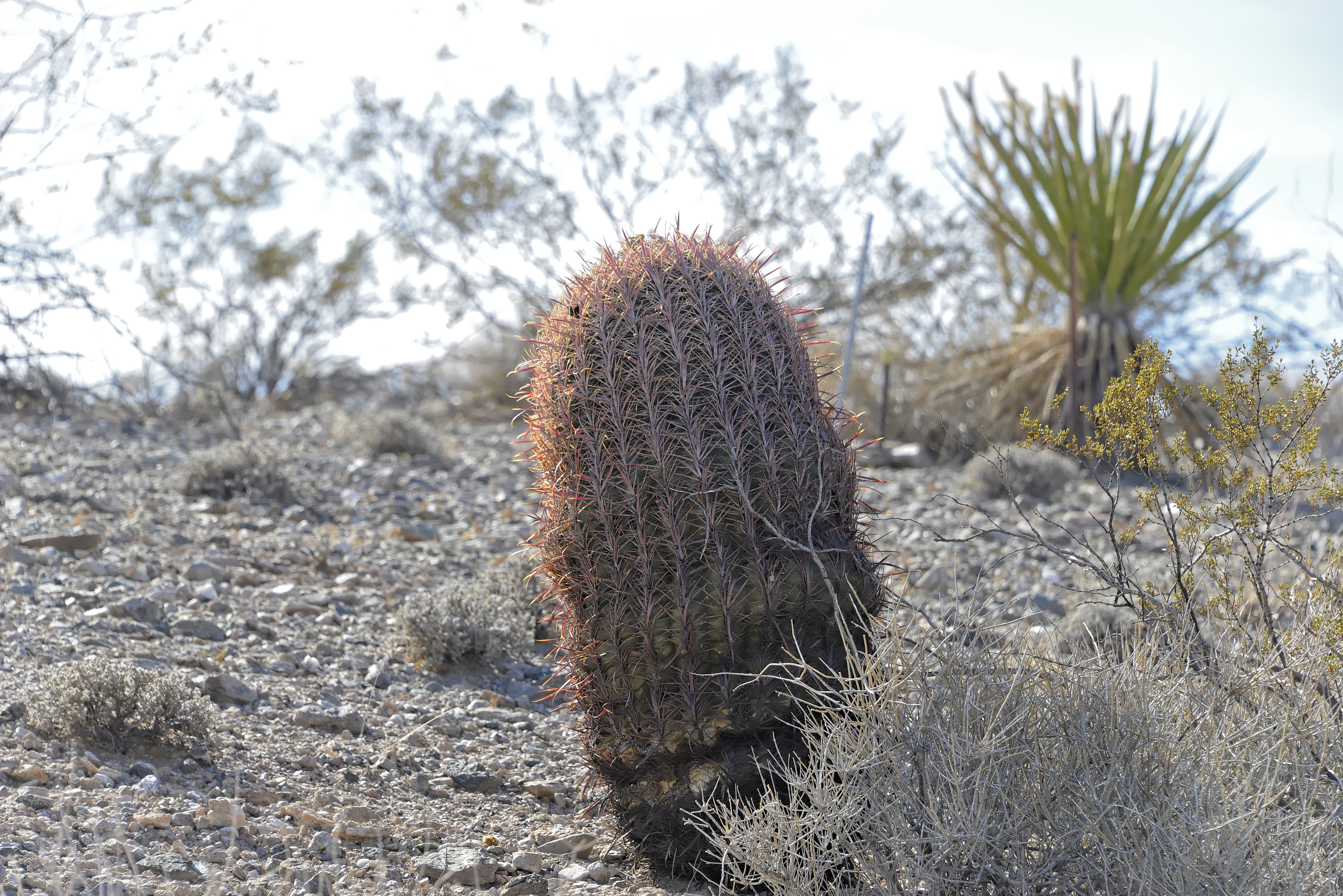 6 Acres in Lake Mead Ranchos, Mohave County — Photo 2 of 5