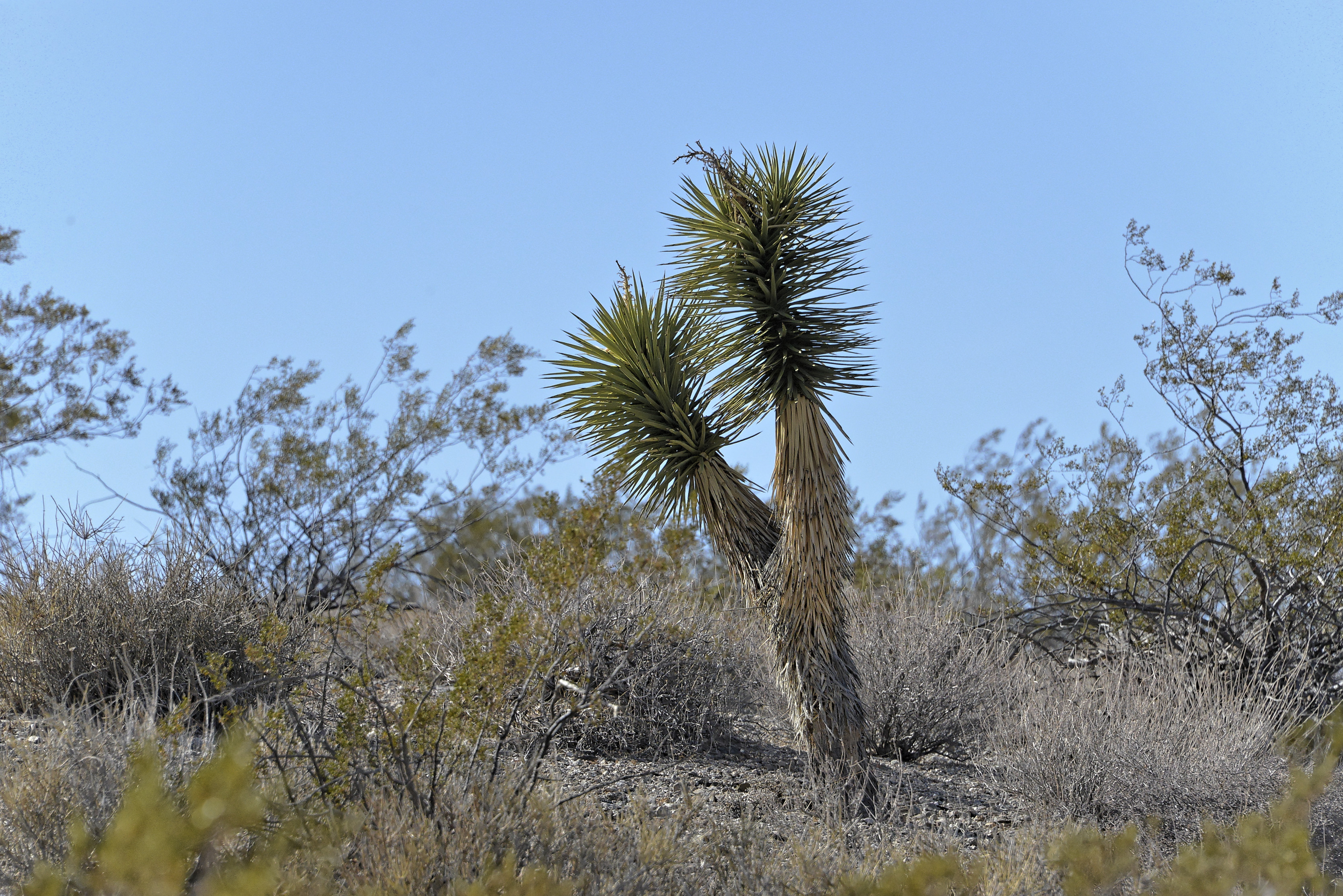 6 Acres in Lake Mead Ranchos, Mohave County — Photo 3 of 5